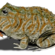 Ilustración con el aspecto de la Beelzebufo ampinga. Imagen: Wikipedia.